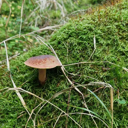 Cerny Potok 59 Lägenhet *